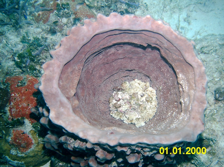 Barrel Sponge, Bimini, Blackbeard Cruises 06`