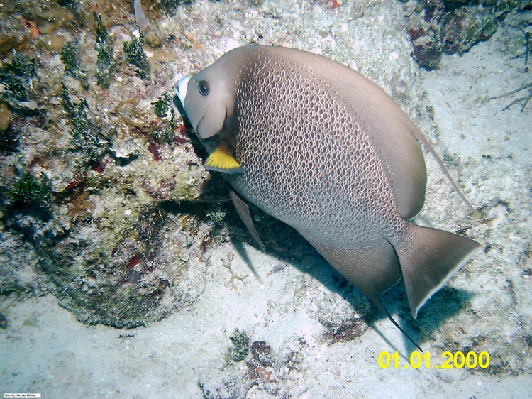 Grey Angelfish, Bahamas, Blackbeard Cruises 06`