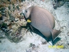 Grey Angelfish, Bahamas, Blackbeard Cruises 06`