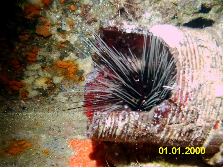 Black Sea Urchine hiding in a broken pipe. Bahamas