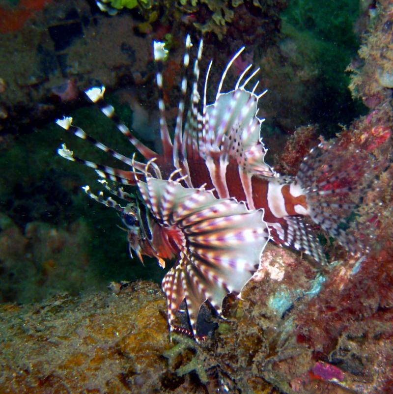 lionfish