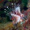 lionfish