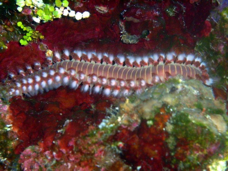 Fire worm