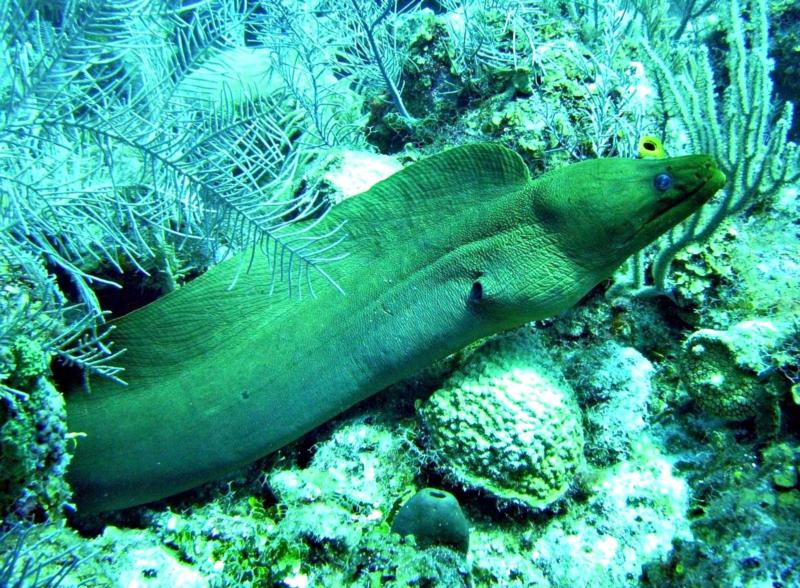 Green Moray North Wall Grand Cay