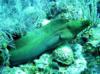 Green Moray North Wall Grand Cay