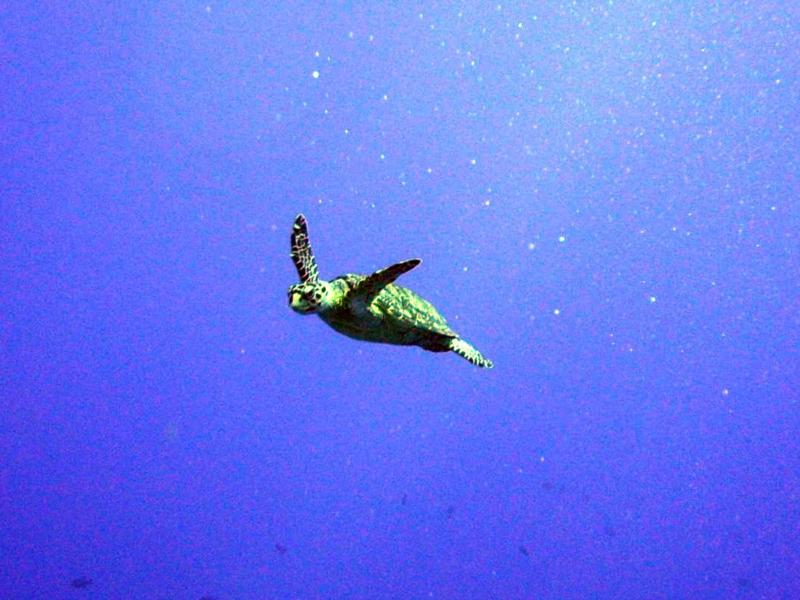 Turtle approaching