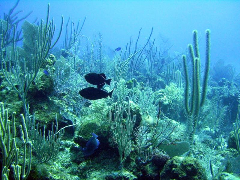 Moray Eel