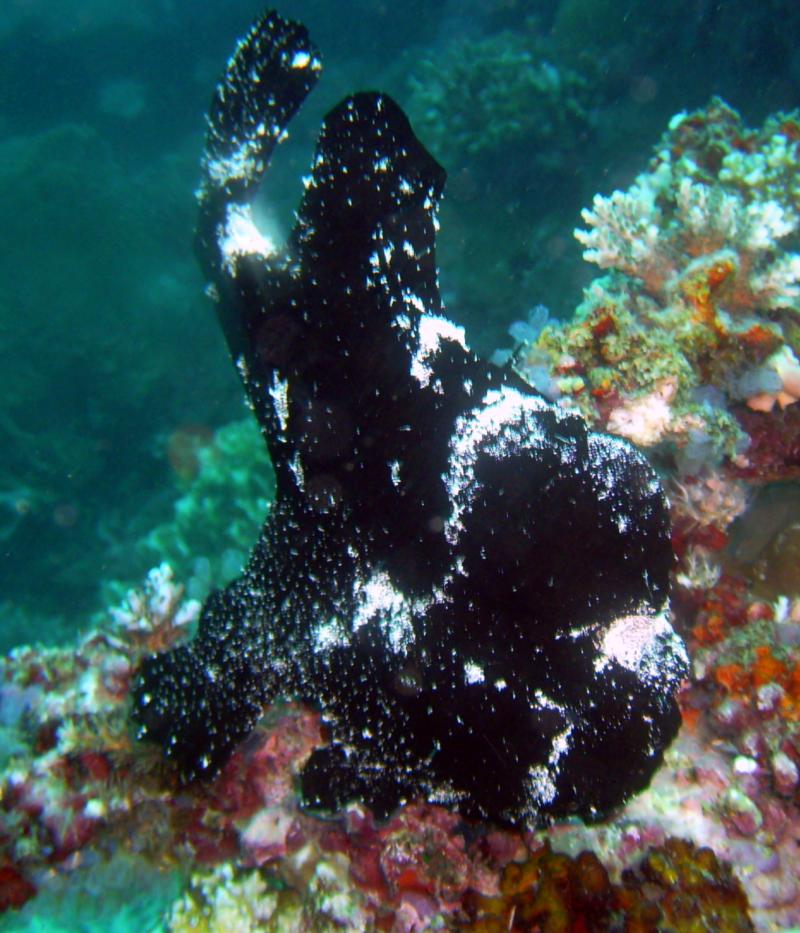 Frogfish