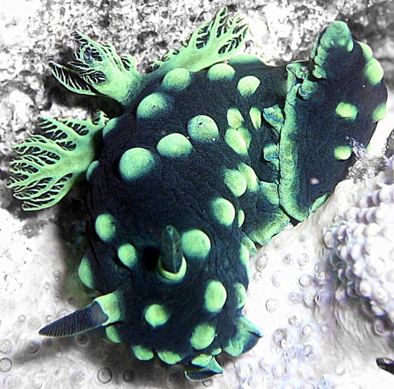 crested nembrotha