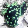 crested nembrotha