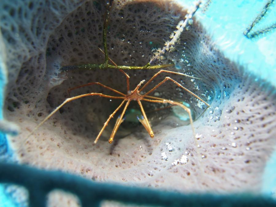 Arrow crab