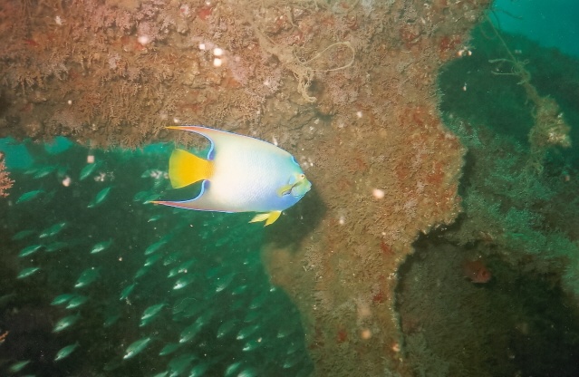 ciliaris in Bellucia wreck