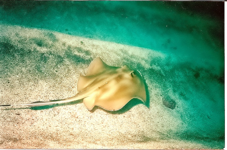 stingray