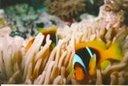 clownfish