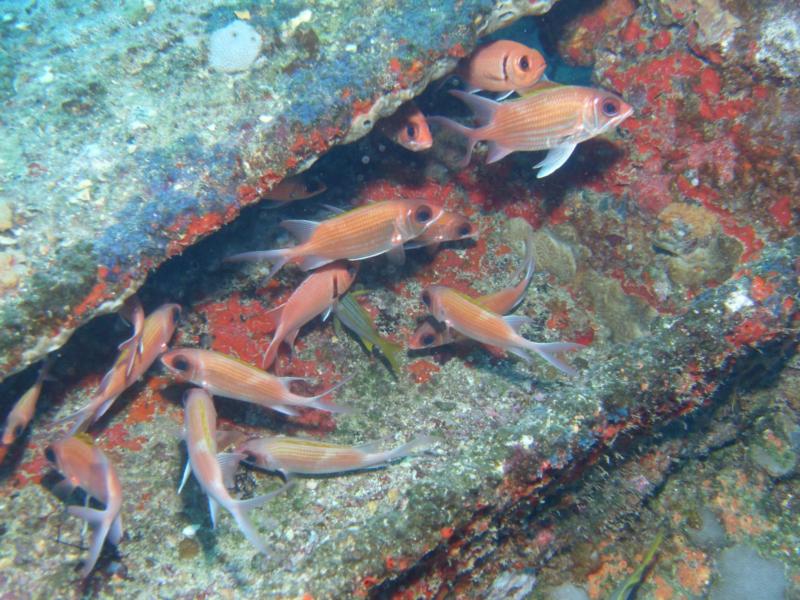 Pernambuco wrecks