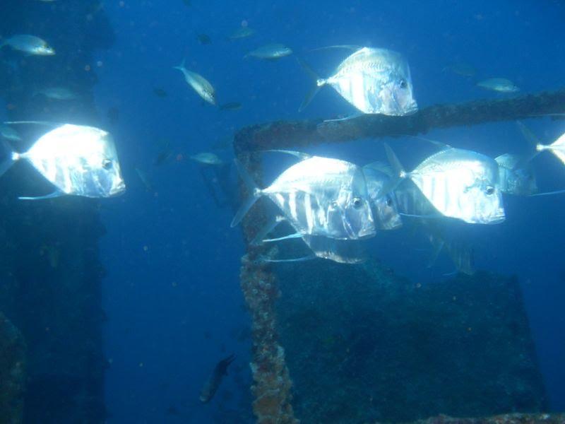 Pernambuco wrecks