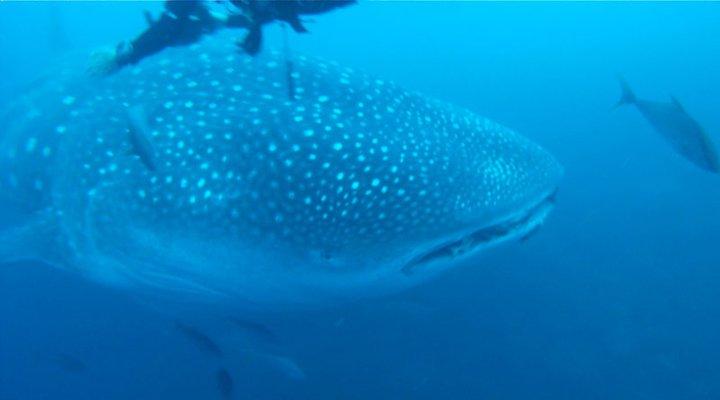 whale shark Galapagos