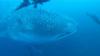 whale shark Galapagos