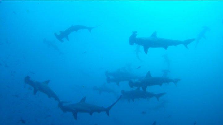 hammerheads Galapagos