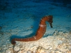Cozumel Jan 2008 - Paradise - Seahorse (female)