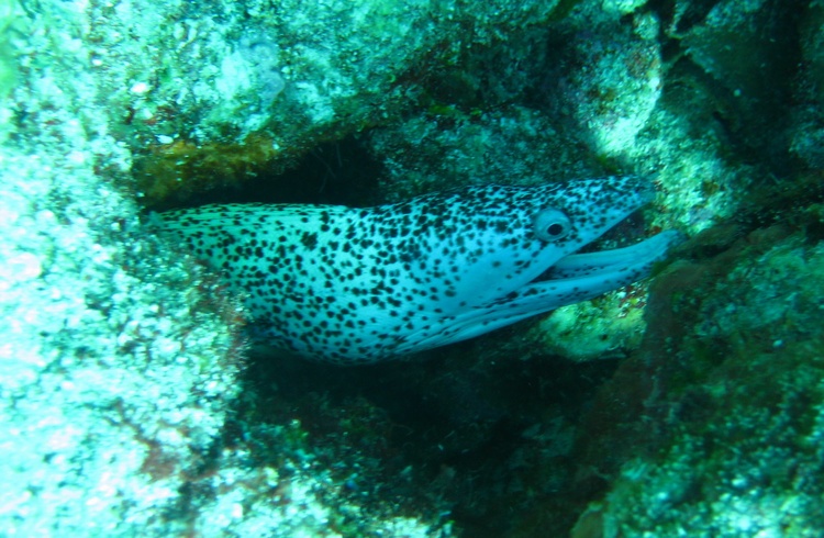 Cozumel Jan 2008 - Paradise - Spotted moray