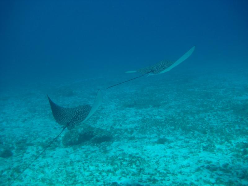 Two Spotted Eagle Rays