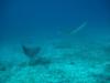 Two Spotted Eagle Rays