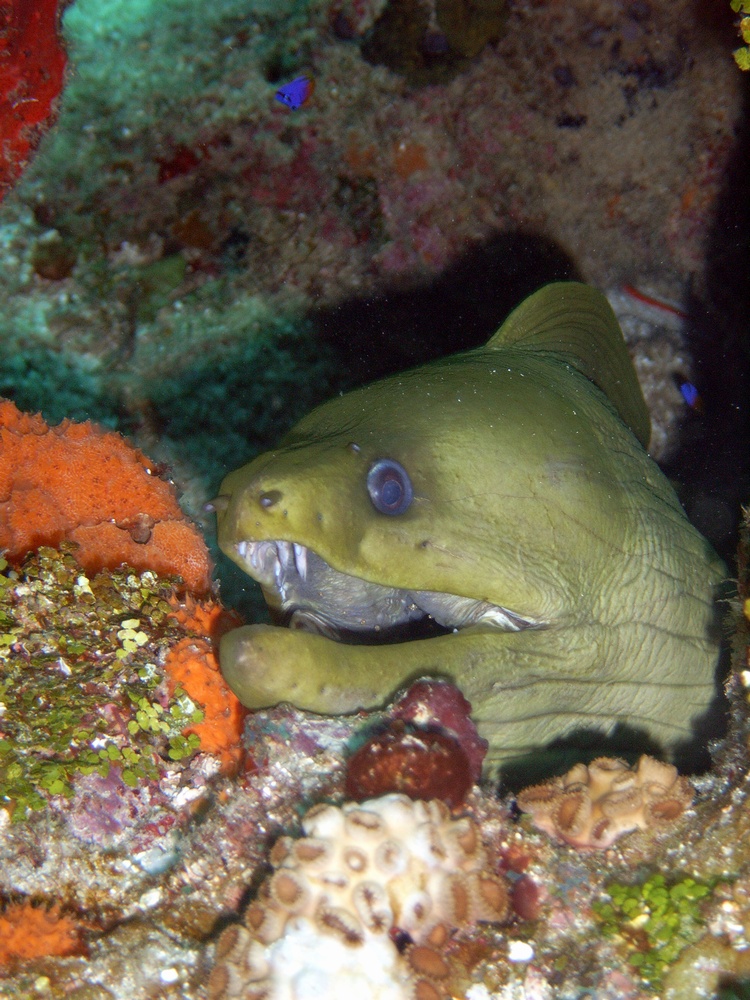 Smiling Moray