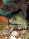 Smiling Moray