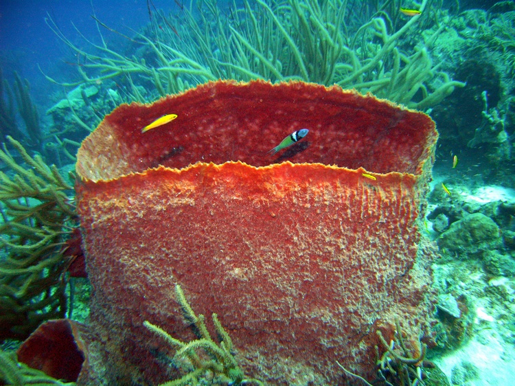 Bonaire 2007