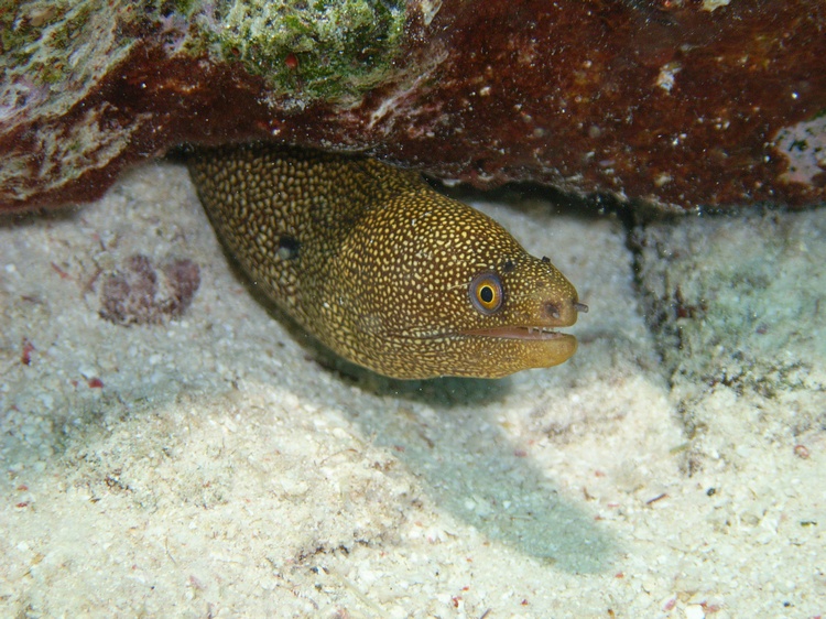 Meet my new friend in Bonaire