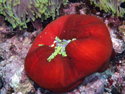 Shot in early May, Red Sea