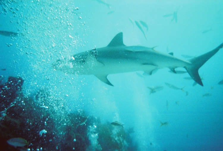 Reef Shark in the Bahamas