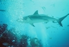 Reef Shark in the Bahamas