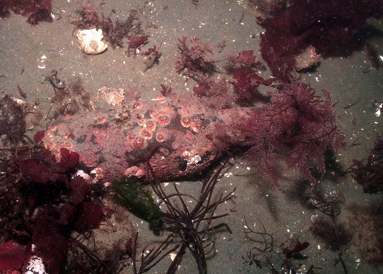 bottle at noranders reef