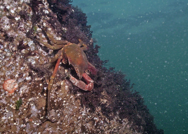 Kelpcrab Noranders Reef