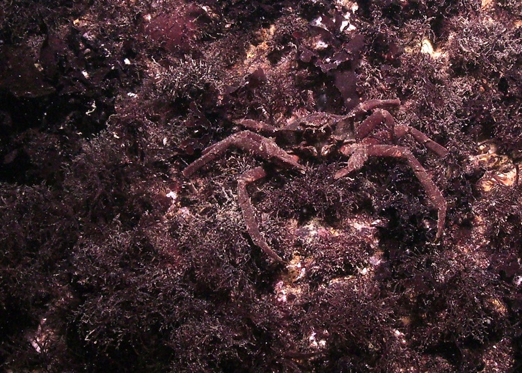 Another Kelp crab