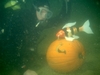 pumpkin dive `06