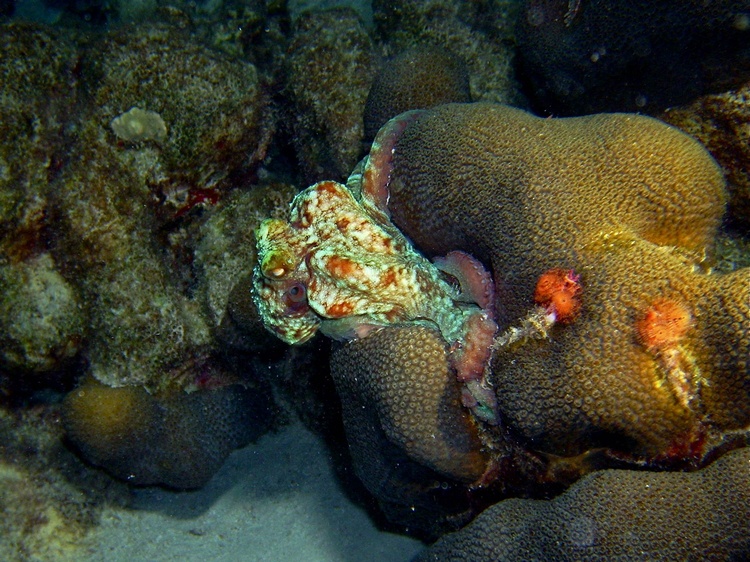 An octopus spotted on a night dive (Bonaire, December 2007)