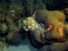 An octopus spotted on a night dive (Bonaire, December 2007)