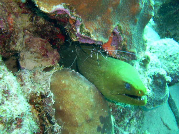 A moray eel with a shrimp on its back (Bonaire, December 2007)