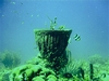 A sea garden (Bonaire, December 2007)