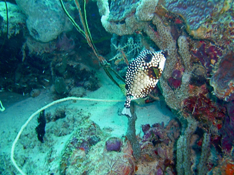A cow fish kiss (Bonaire, December 2007)