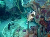 A cow fish kiss (Bonaire, December 2007)