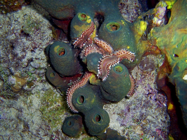 Fireworms (Bonaire, December 2007)