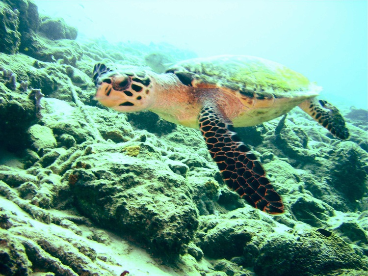 I`m winning a race with a turtle (Bonaire, December 2007)