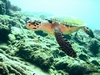 I`m winning a race with a turtle (Bonaire, December 2007)