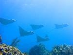 spotted eagle rays in the keys