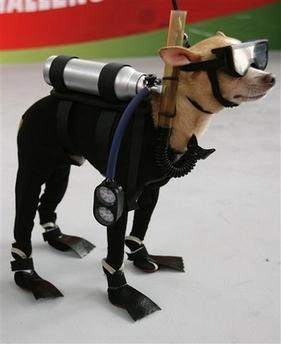 Check out this cool dog !!