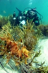 South Australia, 2005 with the elusive leafy sea dragon